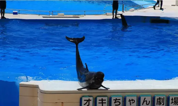 沖繩海洋博公園攻略:親子旅遊首選勝地